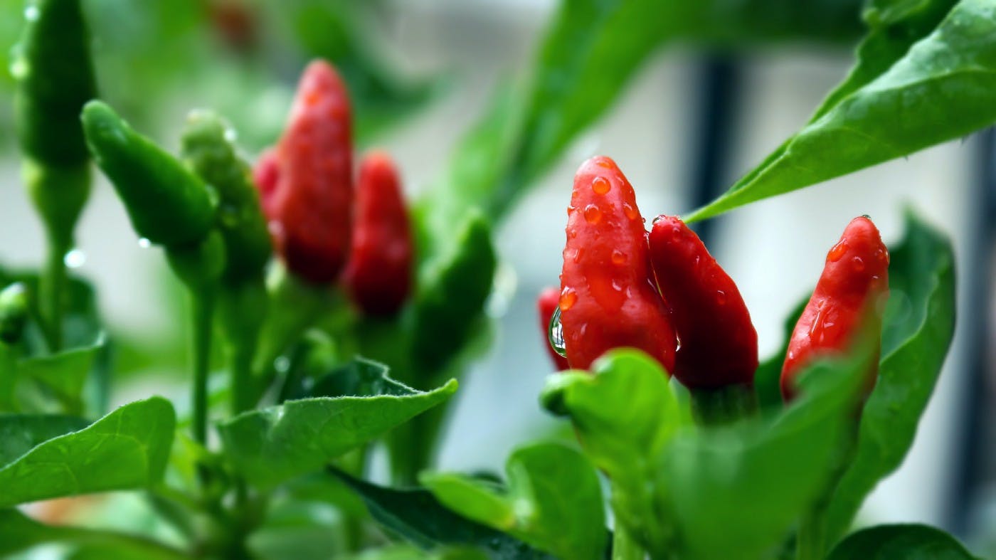 Photo of “hot peppers” by Prince Abid on Unsplash